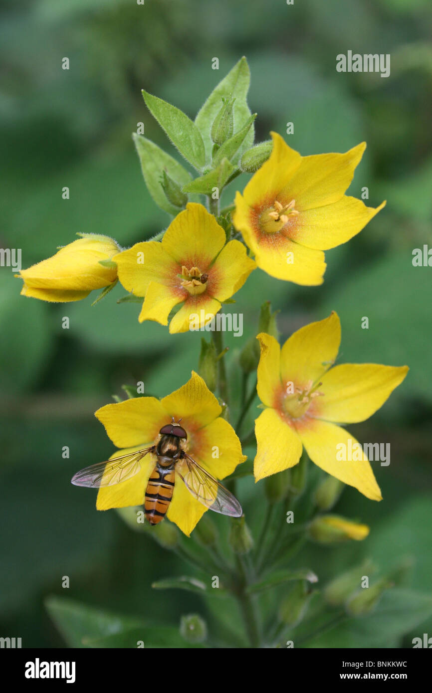 Gelbe Gilbweiderich Lysimachia Vulgaris mit Marmelade genommen Hoverfly in Cumbria, UK Stockfoto