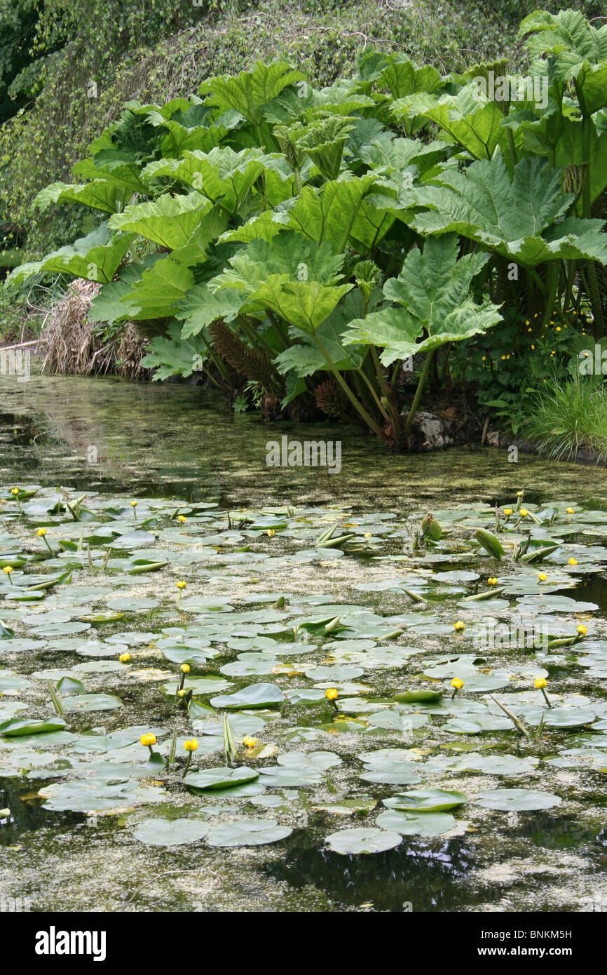 Riesen Rhabarber Gunnera SP. neben einem Teich mit schwimmenden gelben Seerosen am Ness Botanical Gardens, Wirral, UK Stockfoto