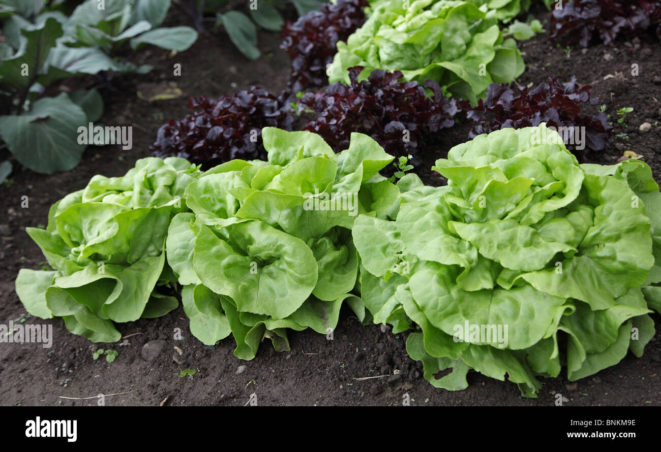 Salate wachsen, Enniscoe Gemeinschaft Kleingärten, Co. Mayo, Irland Stockfoto