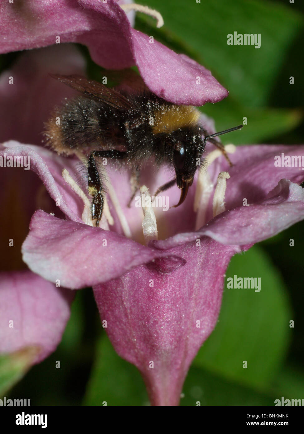 Bumblebee Stockfoto
