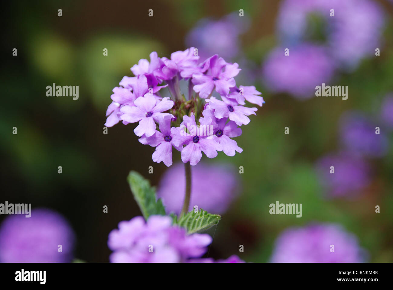 Eisenkraut wächst in einem Sussex Garten Stockfoto