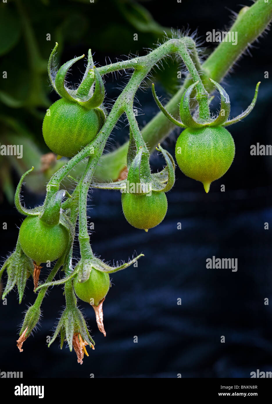 junge grüne selbst angebauten Tomaten Früchte der Pflanze Stockfoto