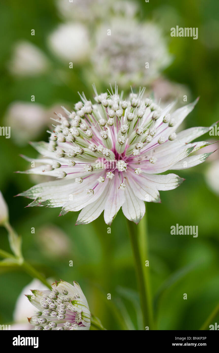 Sterndolde, Astrantia major "Georges Form" Stockfoto