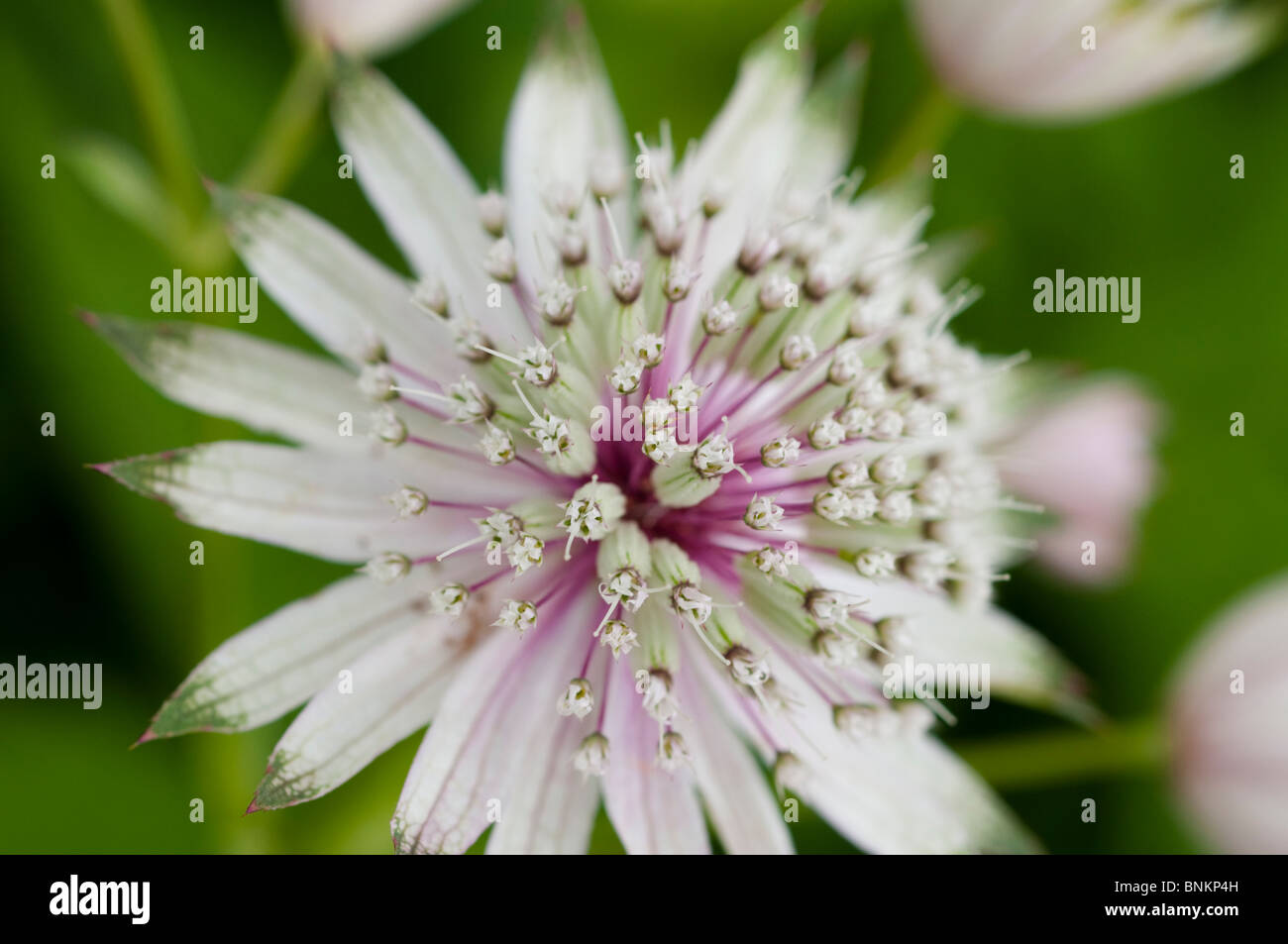 Sterndolde, Astrantia major "Georges Form" Stockfoto