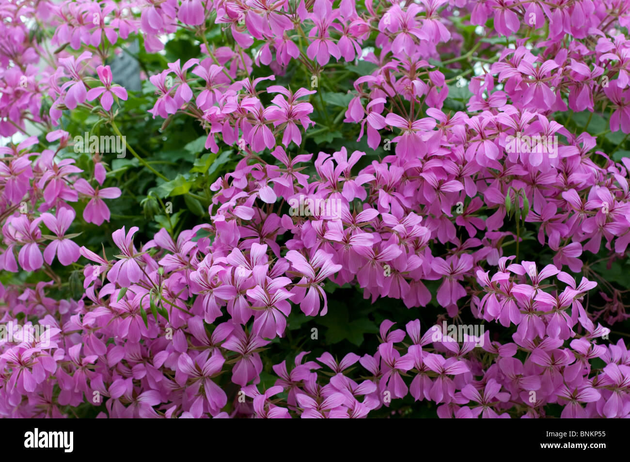 Pelargonien lila Mini Kaskade Lilamica Blumen Stockfoto