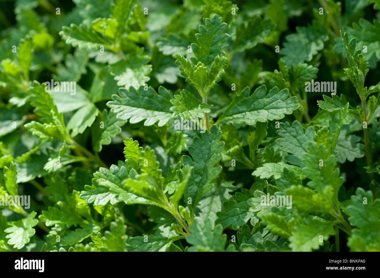 Teucrium Chamaedrys Wand Gamander Heilpflanze Stockfoto