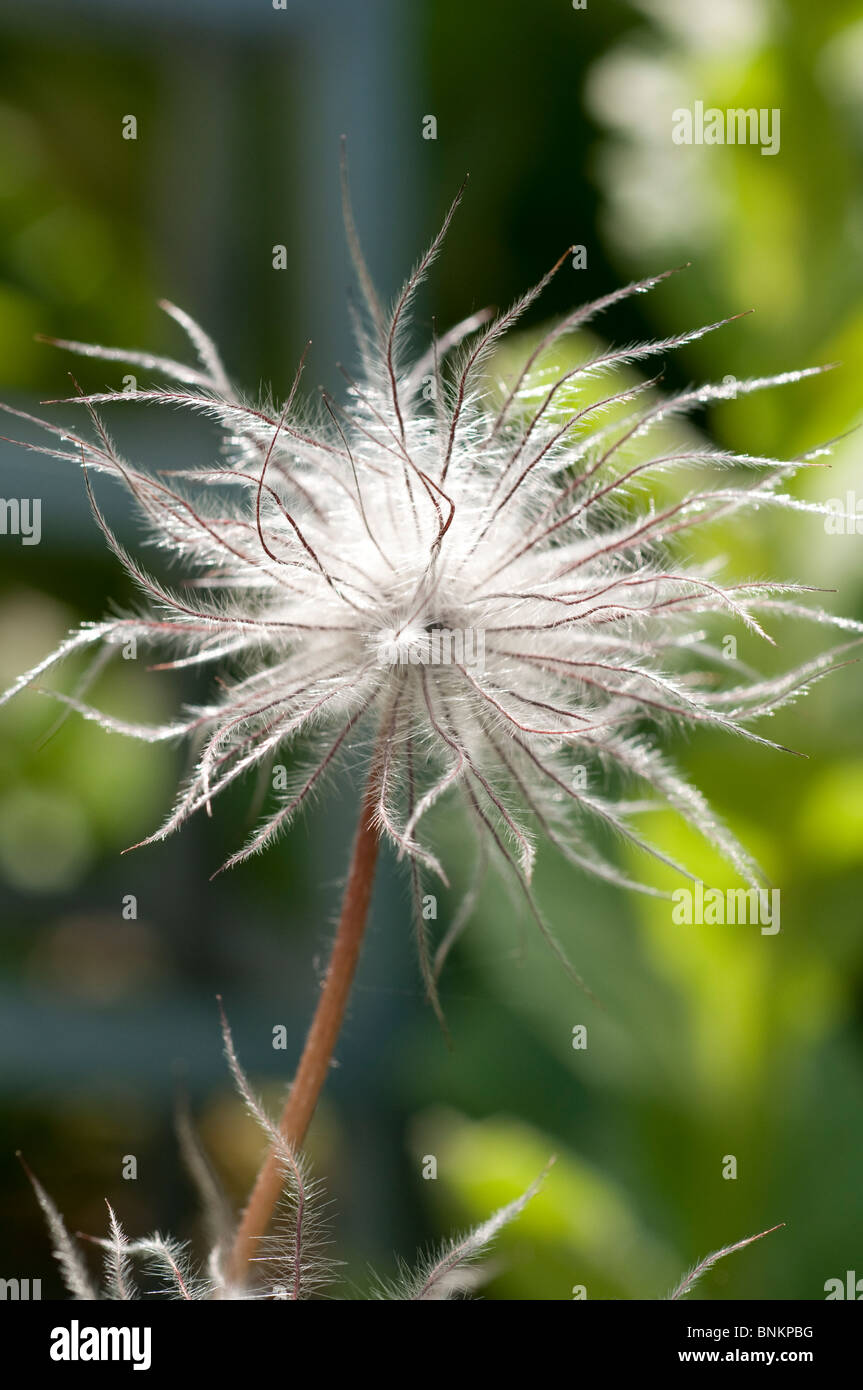 Pulsatilla Vulgaris-Kchenschelle Saatgut Kopf Frucht von Pulsatilla alpina  Stockfotografie - Alamy