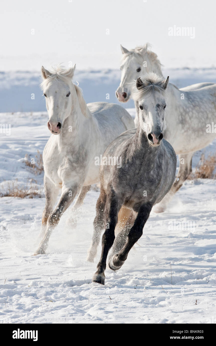drei deutsche Reiten Ponys ausführen Schnee Stockfoto
