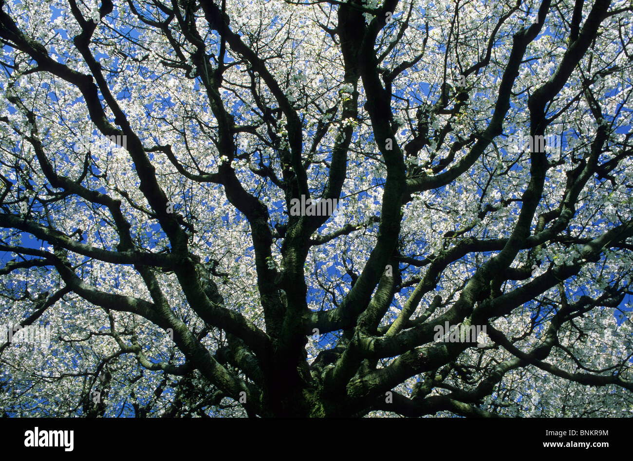 Allschwil Stockfotos und -bilder Kaufen - Alamy