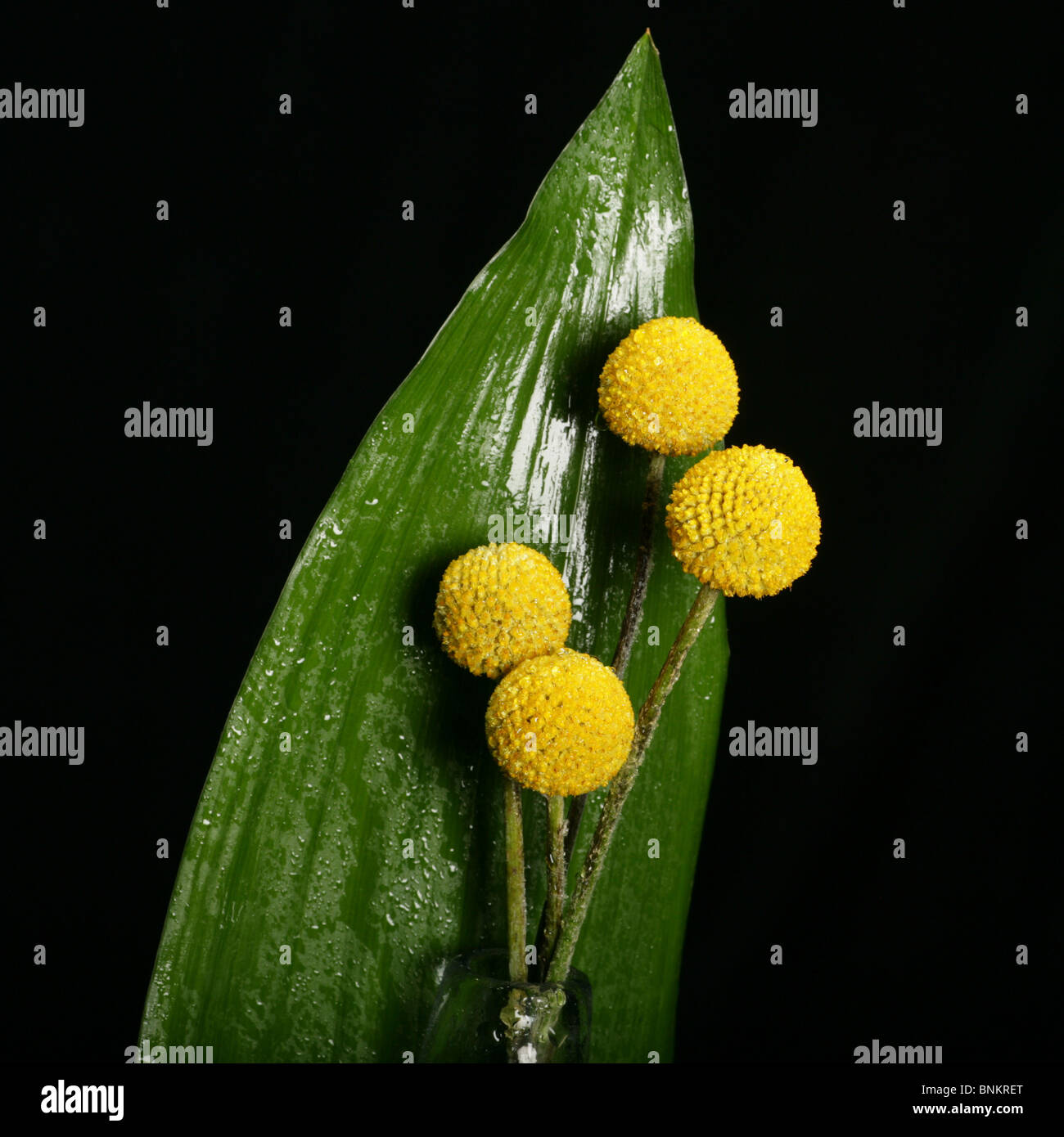 gelbe Kugel-Blumen Stockfoto