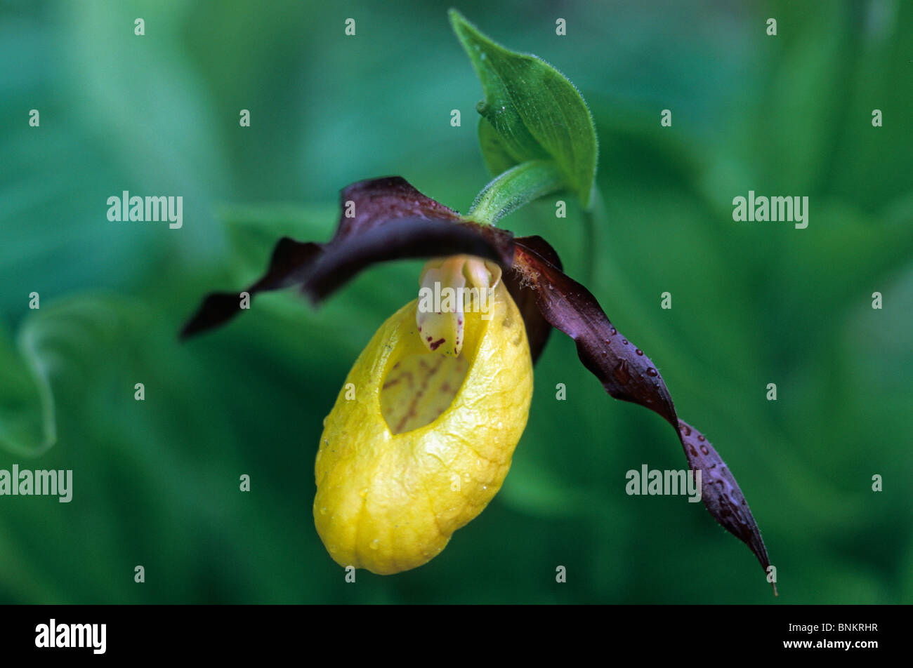 Natur physische Detail Nahaufnahme Makro Blume einzelne Blume Frauenschuh Cypripedium Calceolus Orchidee geschützt sicher Pflanze Stockfoto