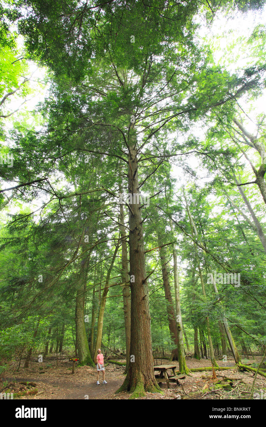 Ein Wanderer stoppt, um einen hohen Hemlock-Baum im Dom State Park, Brookside, West Virginia, USA zu bewundern Stockfoto