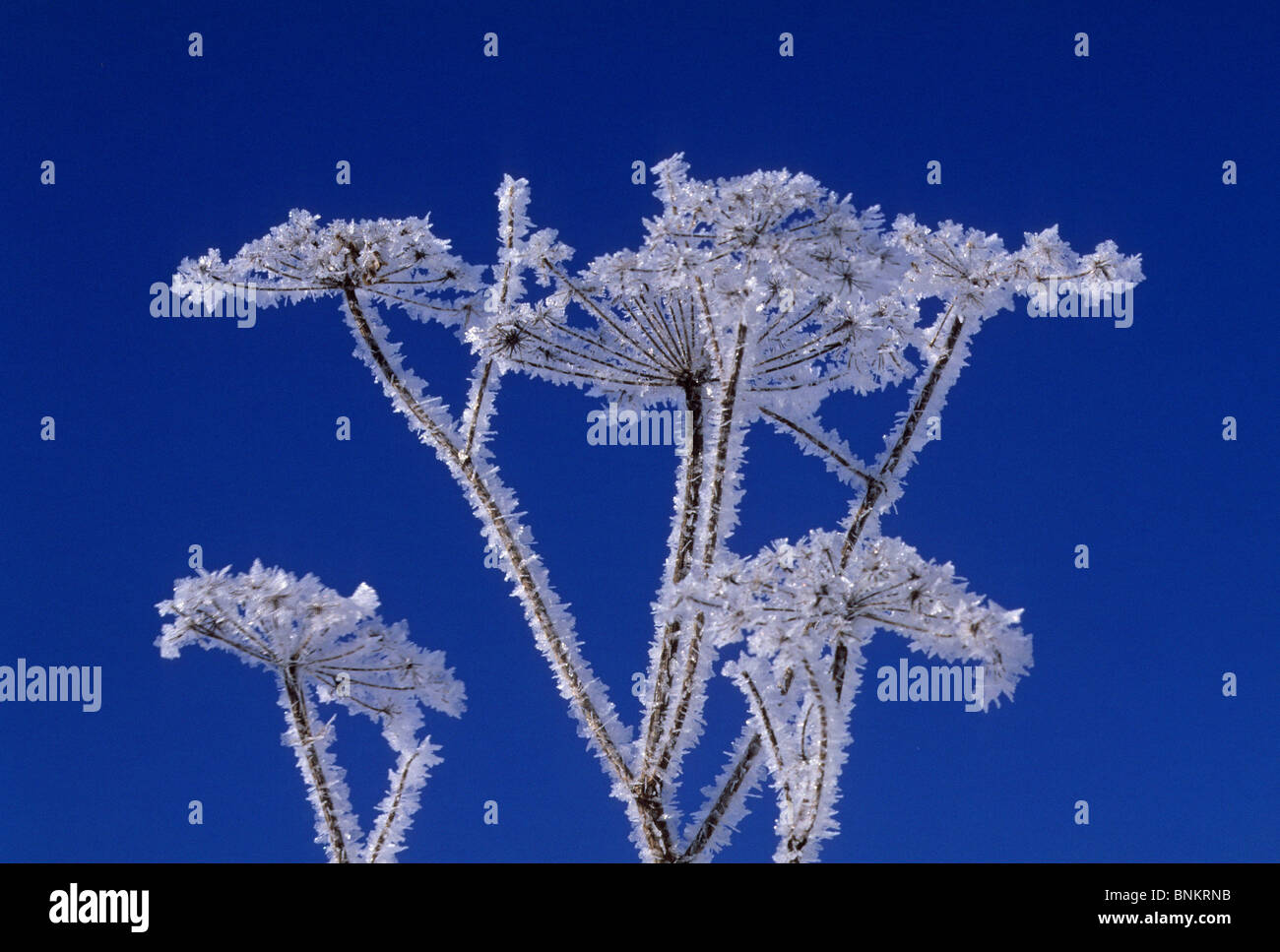 Natur Winter Rauhreif blau weißen kalten Raureif Pflanzen Saison Winter physische Detail frost Stockfoto