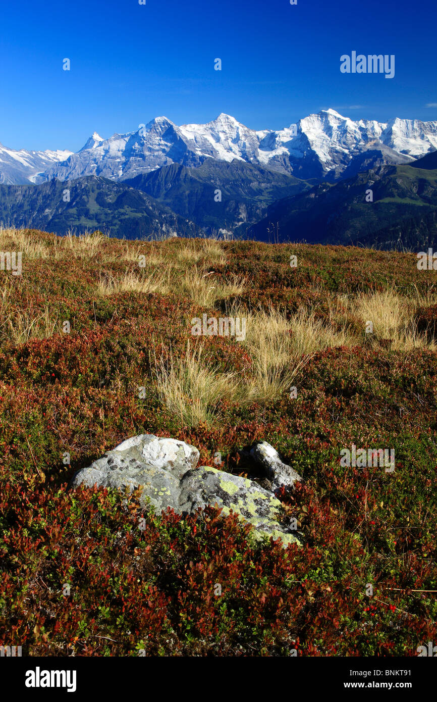 Alpträume Alpen Alpenpanorama betrachten Sie Berg Berge Mountain Massivs Berg Panorama Bern Berner Oberland Heidelbeere Stockfoto