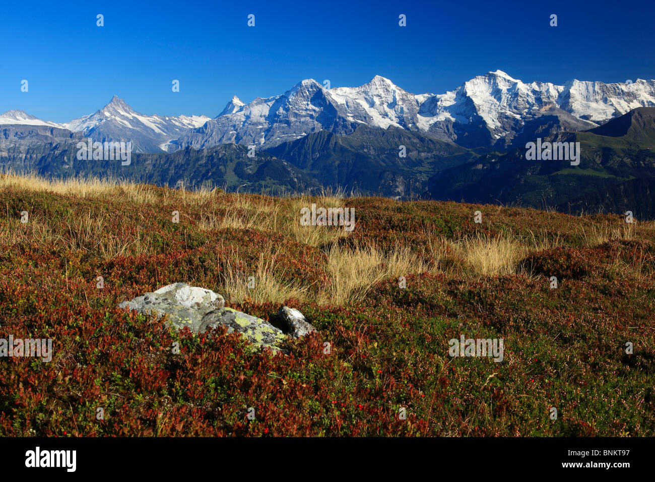 Alpträume Alpen Alpenpanorama betrachten Sie Berg Berge Mountain Massivs Berg Panorama Bern Berner Oberland Heidelbeere Stockfoto