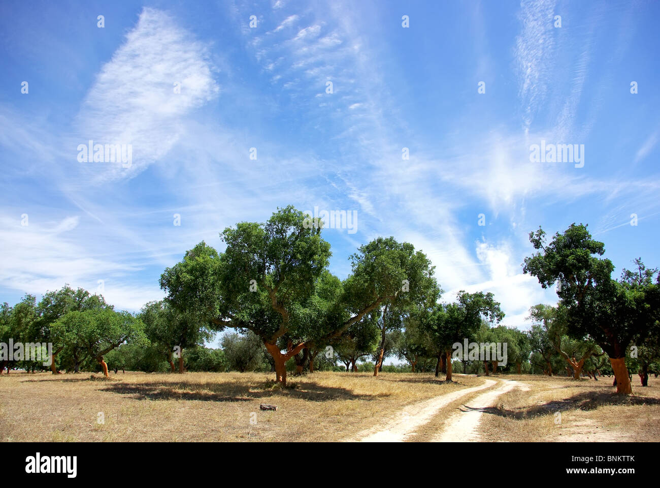 Eichen-Baum in Portugal. Stockfoto