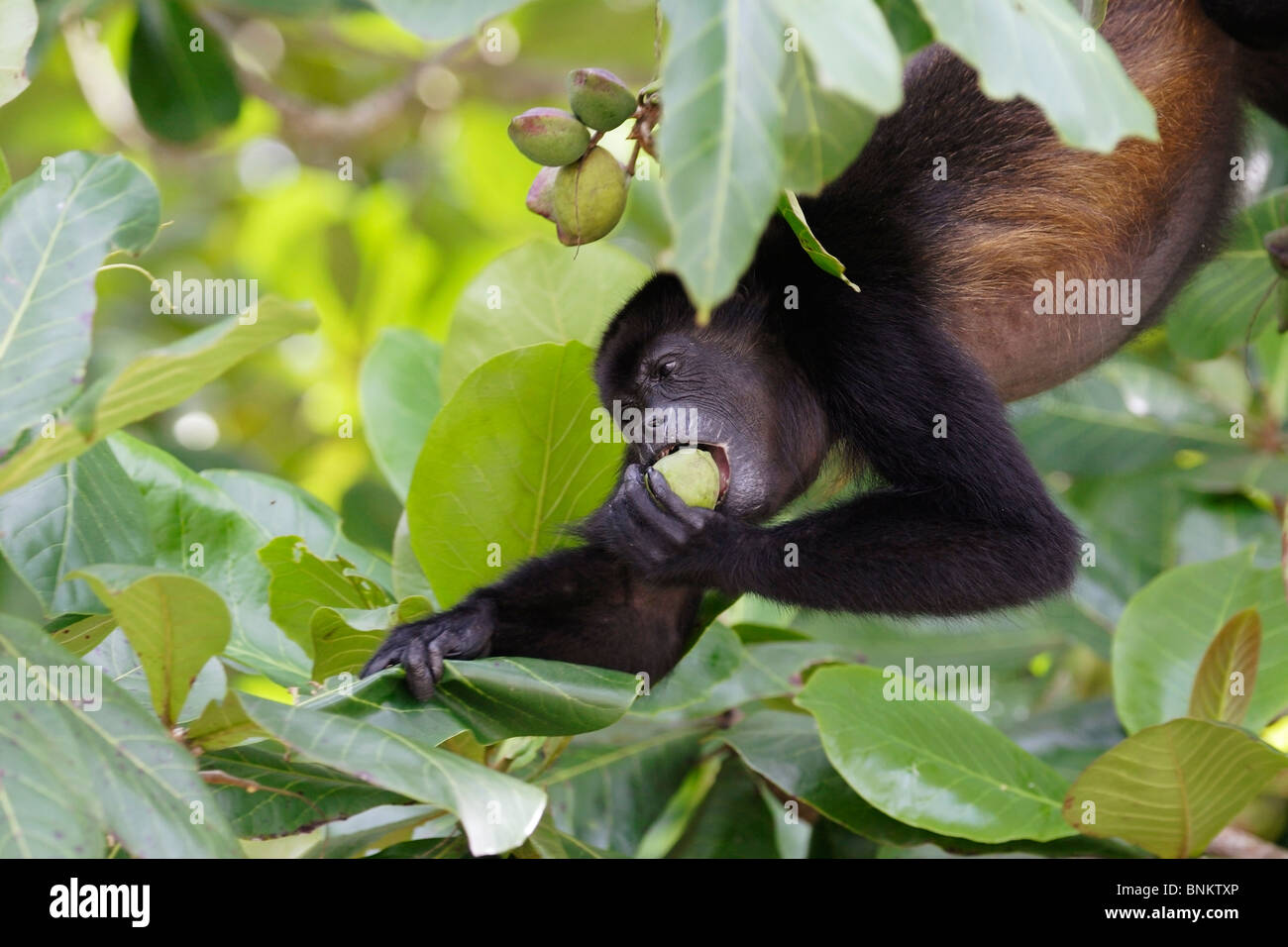 Jaguaren Heuler in einem Baum hängen - eine Frucht essen / Alouatta Palliata Stockfoto