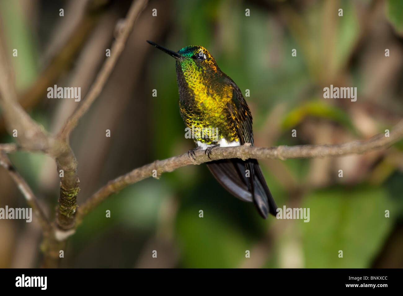 Golden-breasted Puffleg (Eriocnemis Mosquera) Stockfoto