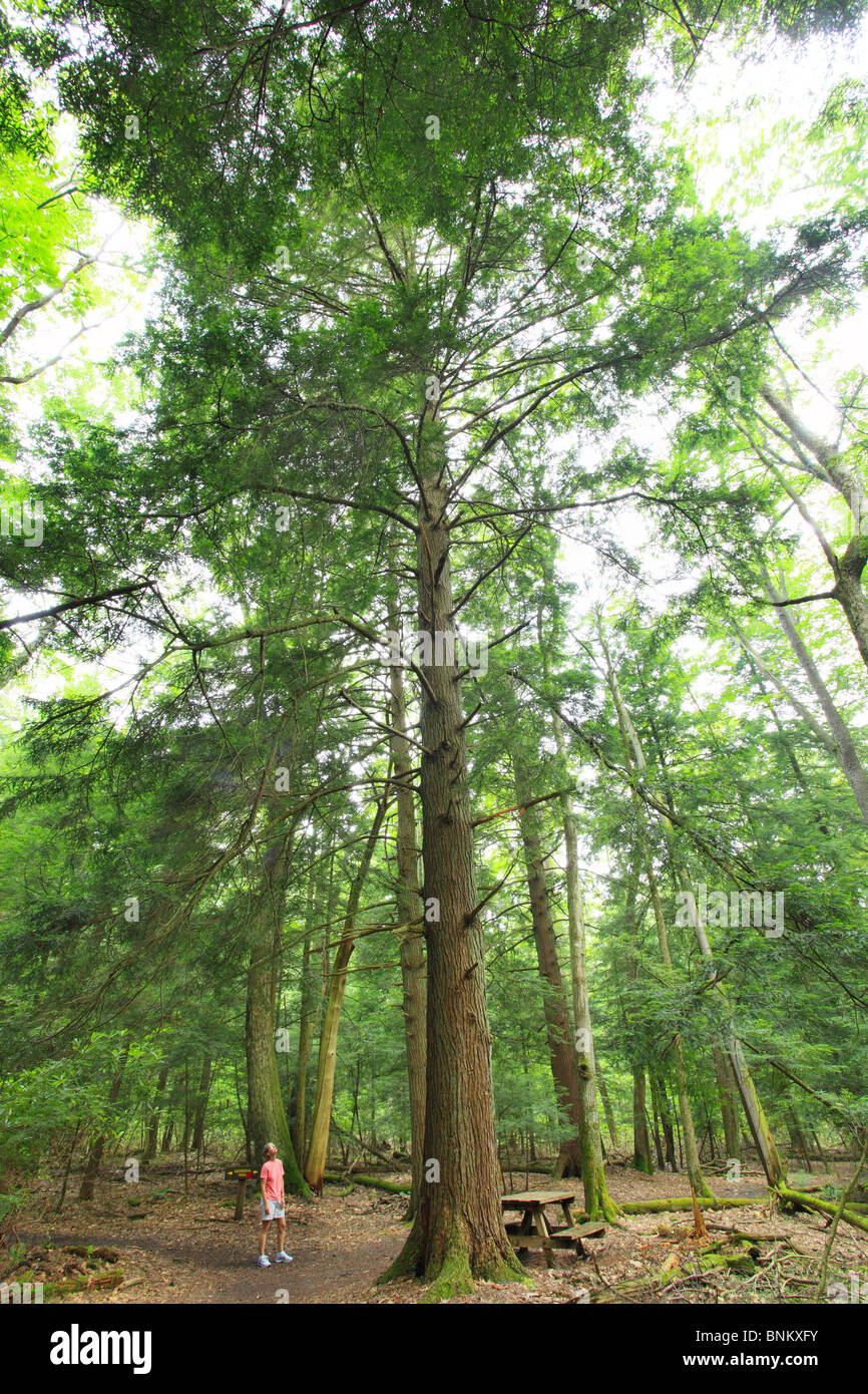 Ein Wanderer stoppt, um einen hohen Hemlock-Baum im Dom State Park, Brookside, West Virginia, USA zu bewundern Stockfoto