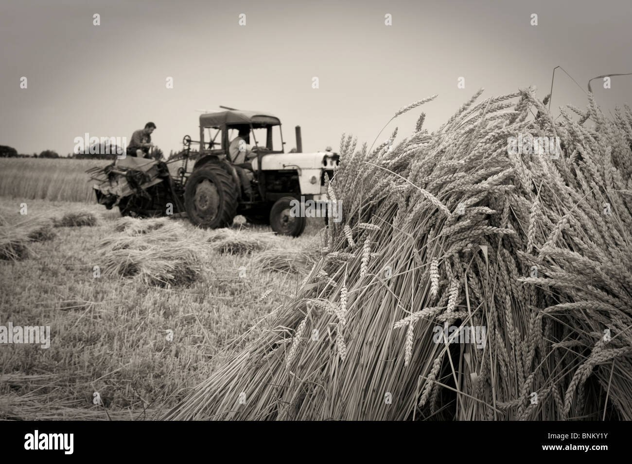Traktor Ernte thatching reed Stockfoto