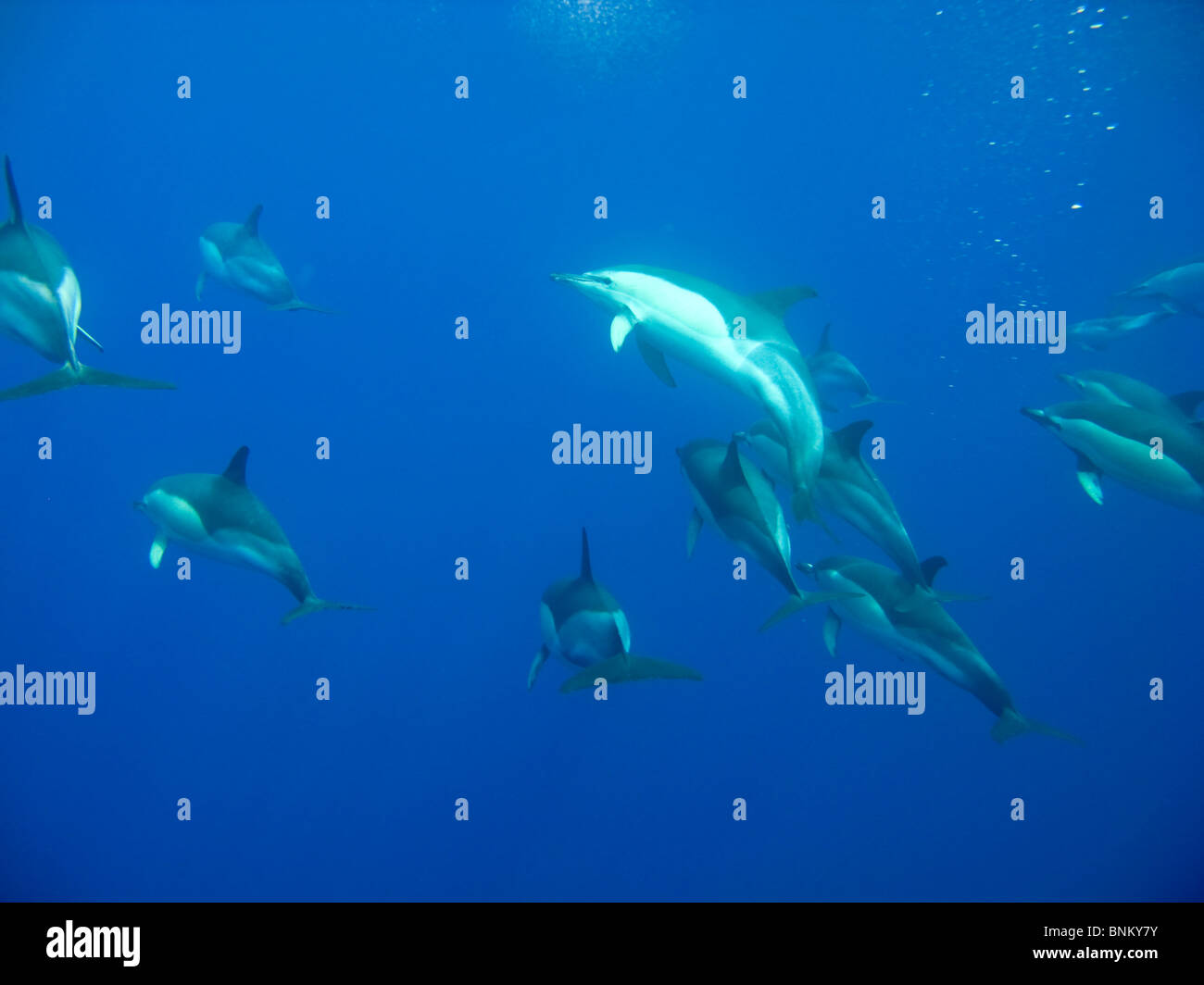 Kurzer Schnabel Gemeinen Delphin, Delphinus Delphis, Gemeiner Delfin, Pico, Azoren, Portugal unter Wasser Stockfoto