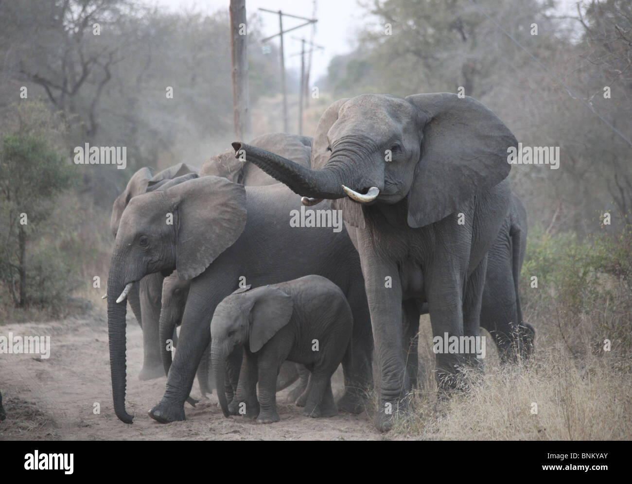 Staub baden Elefanten um die Haut zu schützen. Große weibliche Besucher bewusst. Stockfoto