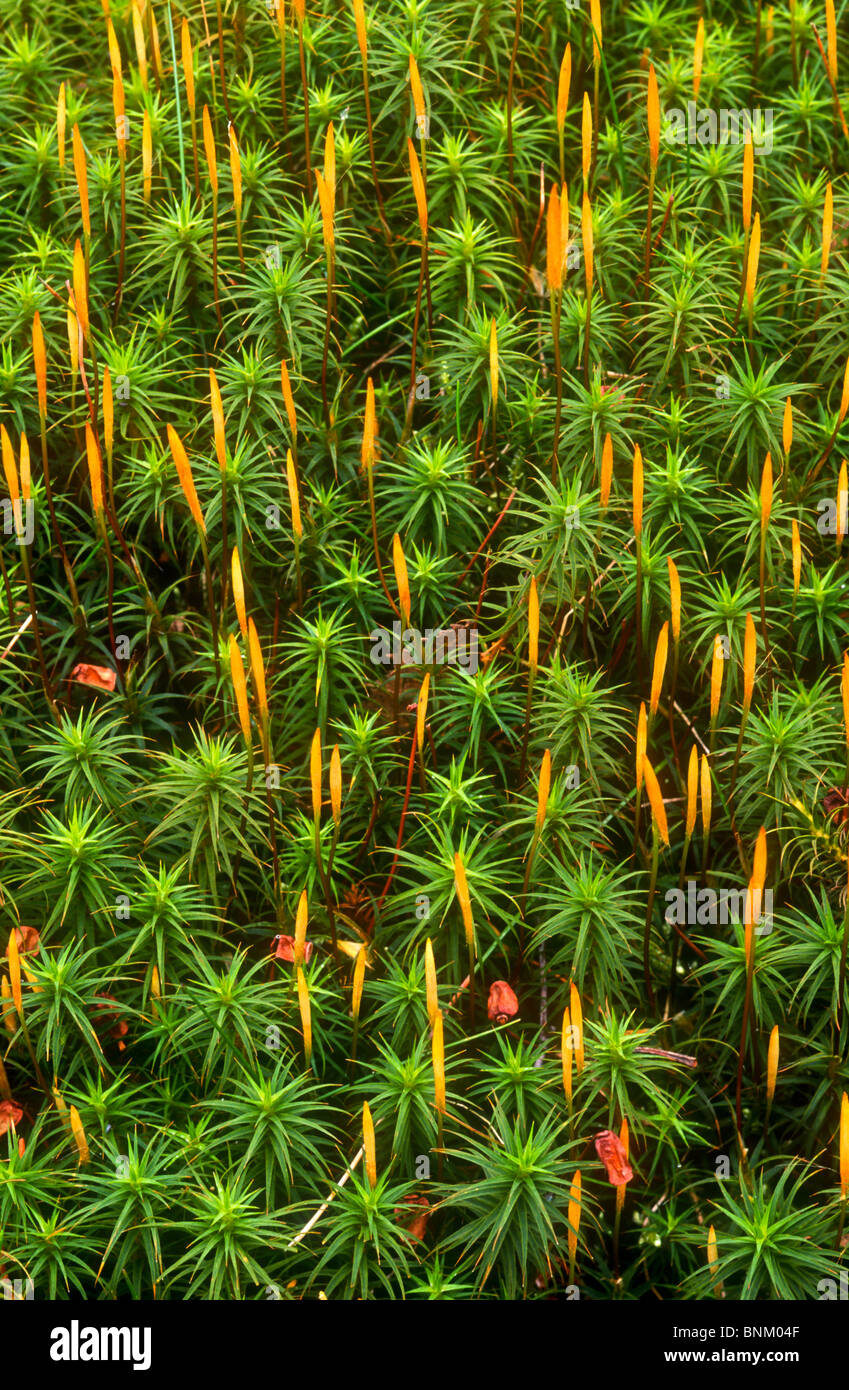 Moos und Spore Kapseln, Polytrichum Kommune, Derbyshire Stockfoto