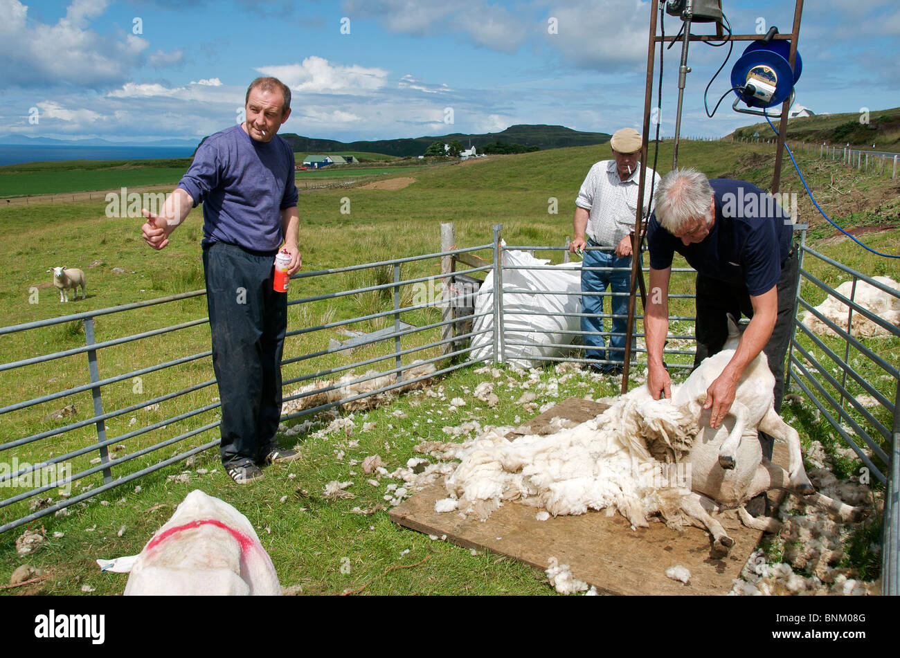 Schafschur Insel von Skye, Schottland Western Isles Stockfoto