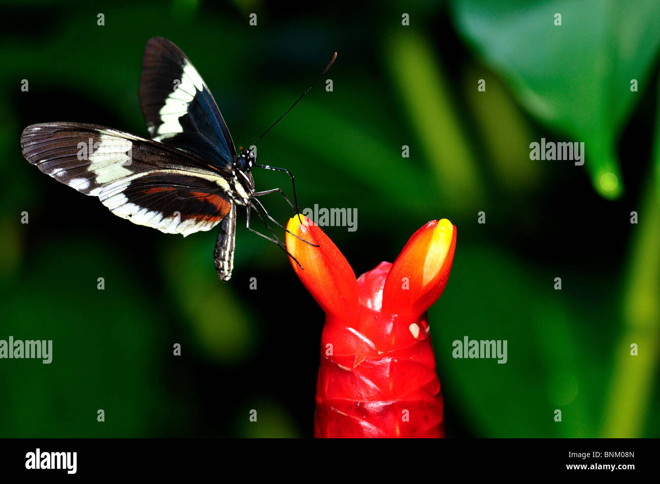 Schmetterling auf eine rote Blumenzwiebel. Stockfoto