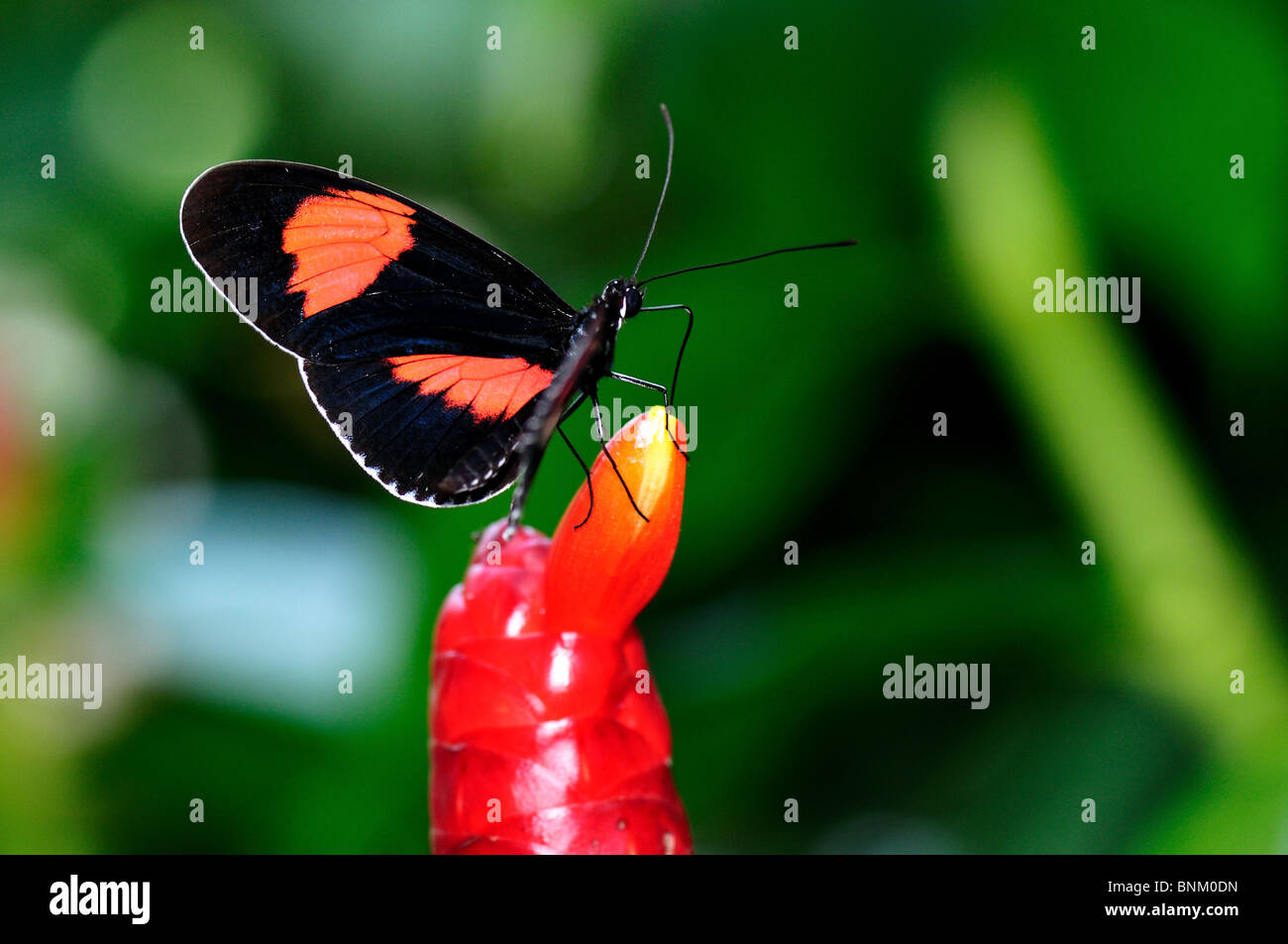 Schmetterling auf eine rote Blumenzwiebel. Stockfoto