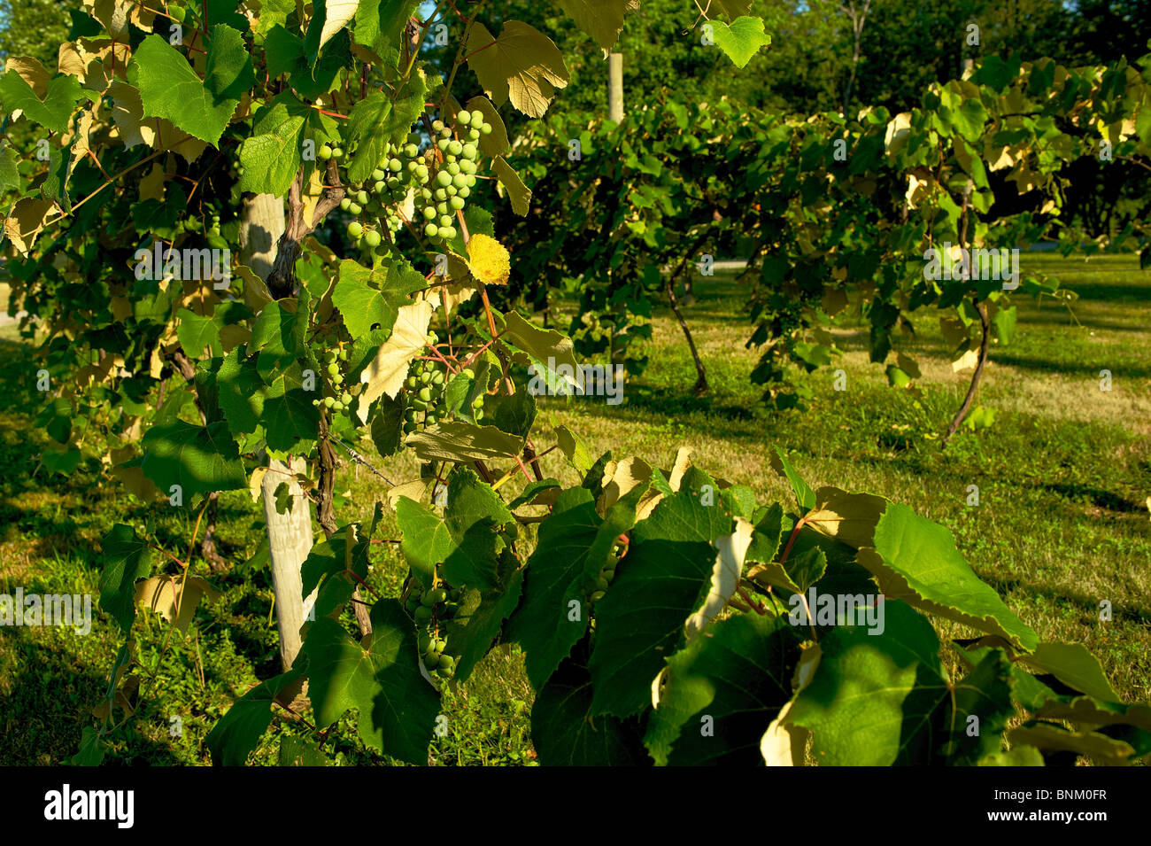 Trauben auf Reben auf Catawba Island, Ohio, USA Stockfoto