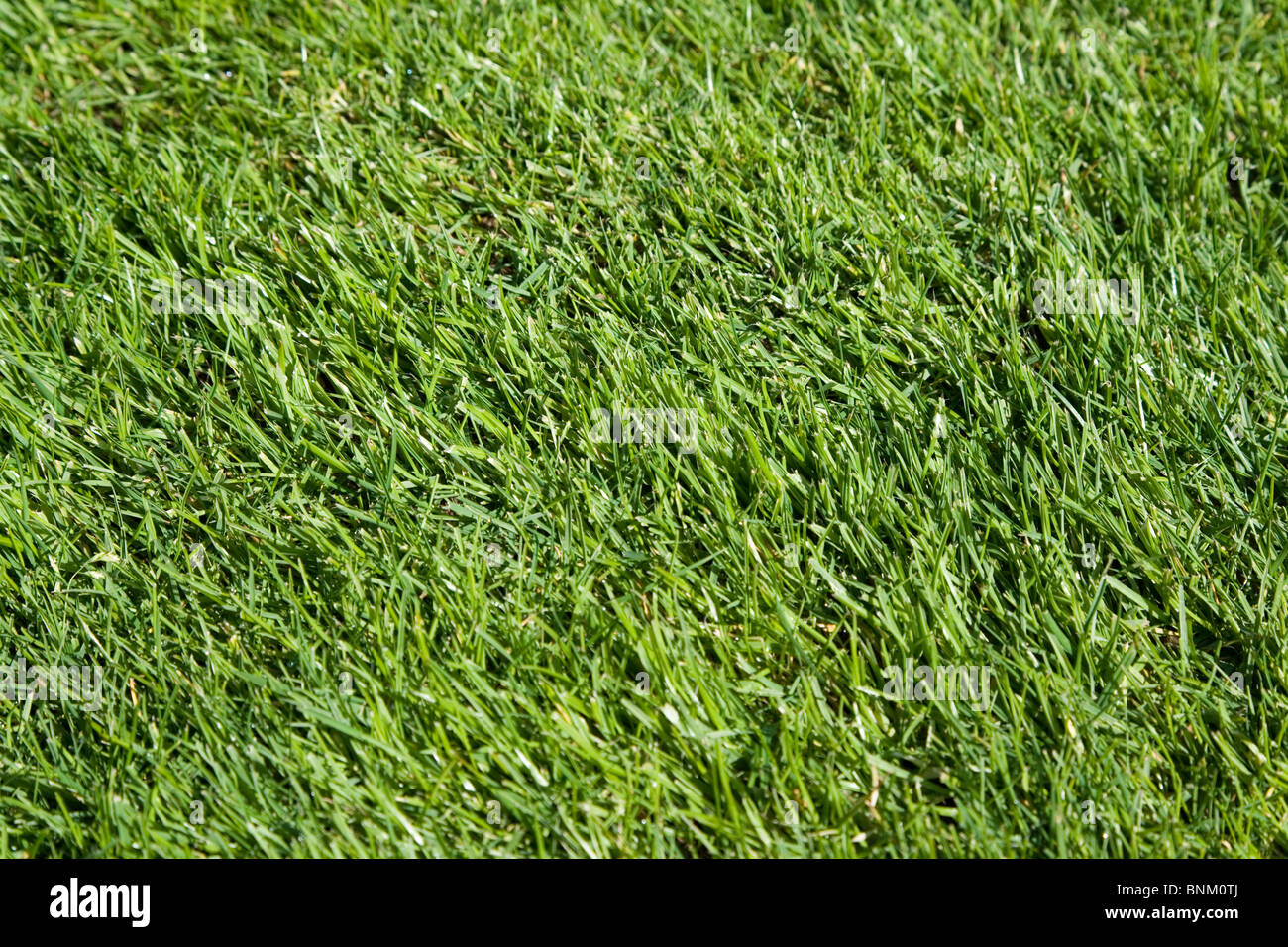 Green Grass für Nutzung im Hintergrund Stockfoto