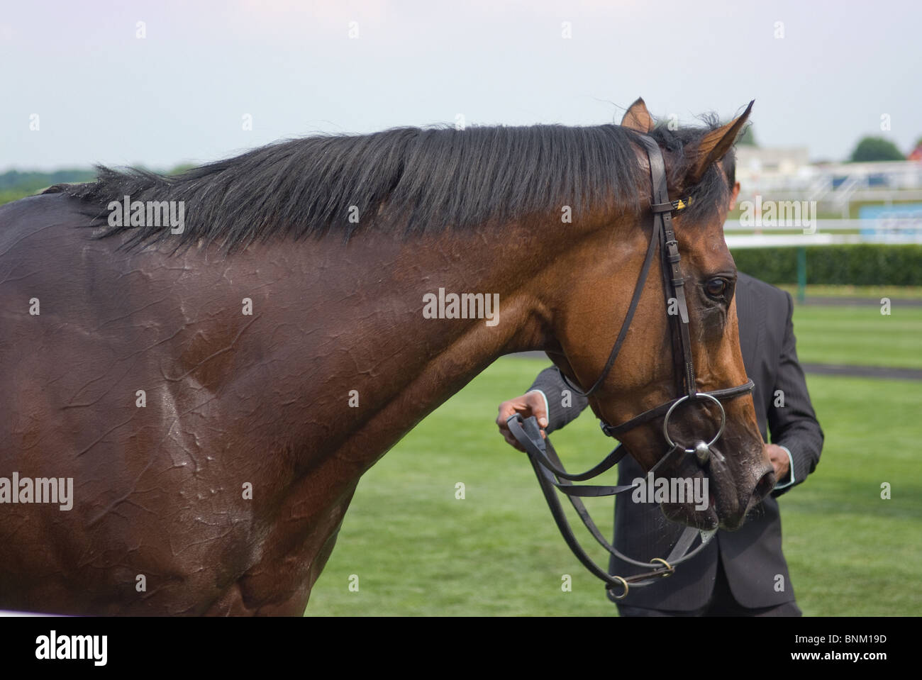 Afsare in Doncaster Racecourse Stockfoto