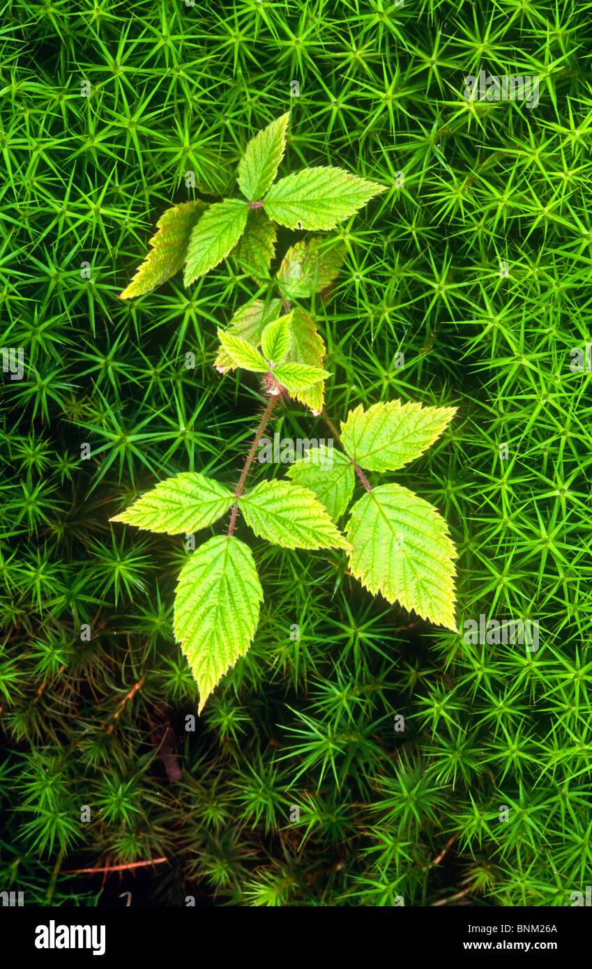 Bramble und Moos, Polytrichum Kommune, Derbyshire Stockfoto
