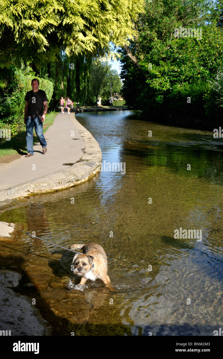 Glücklicher Hund spielen in River Windrush, Bourton-on-the-Water, Cotswolds, UK. Stockfoto