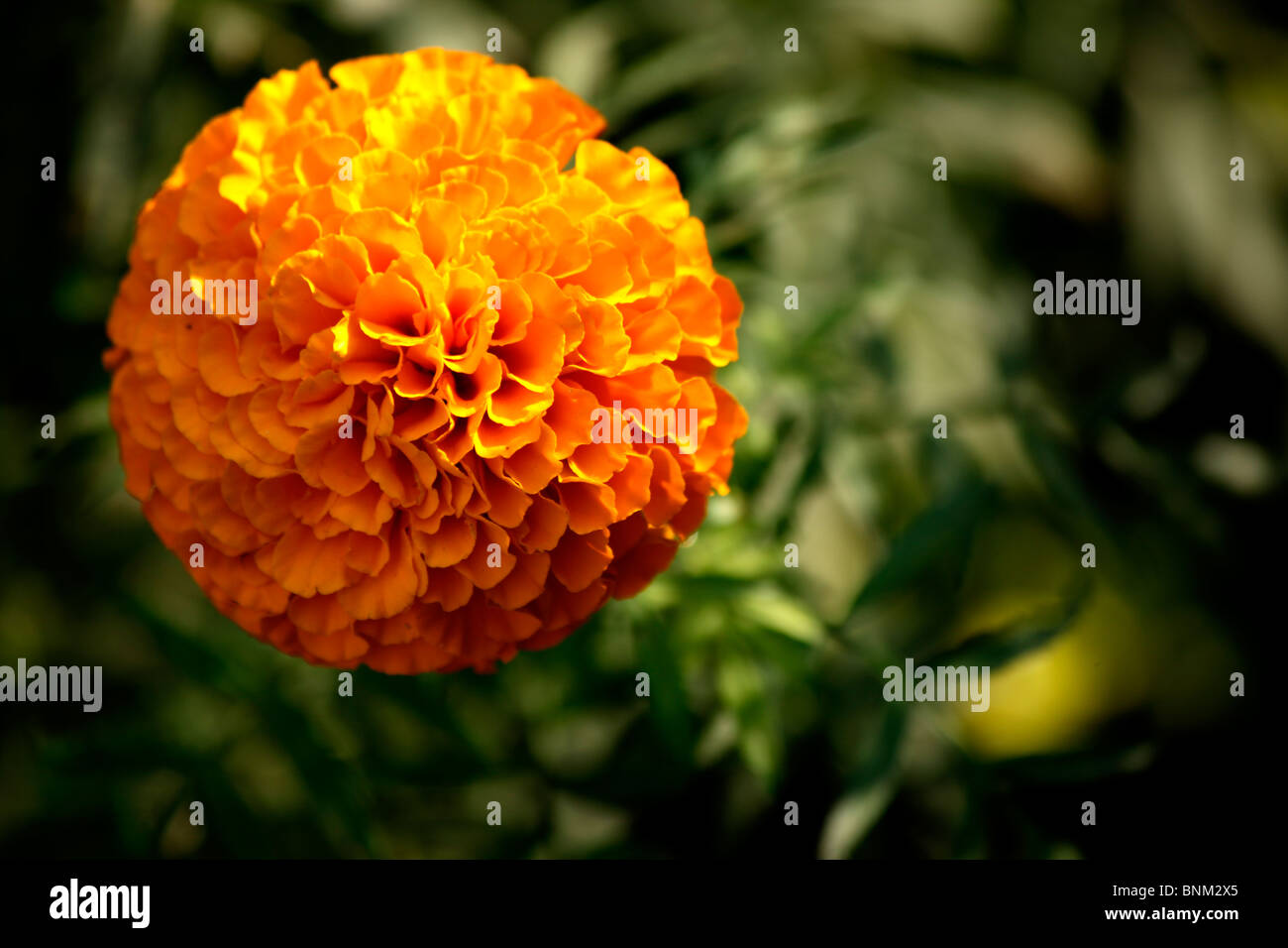 Eine Nahaufnahme von Ringelblume-Blume Stockfoto
