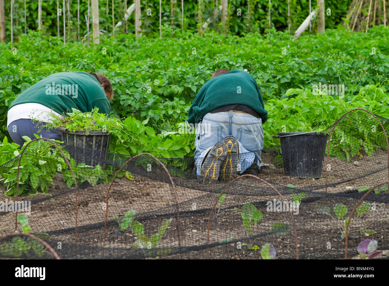 Gärtner arbeiten hart Jäten zwischen den Zeilen in einem Gemüsegarten