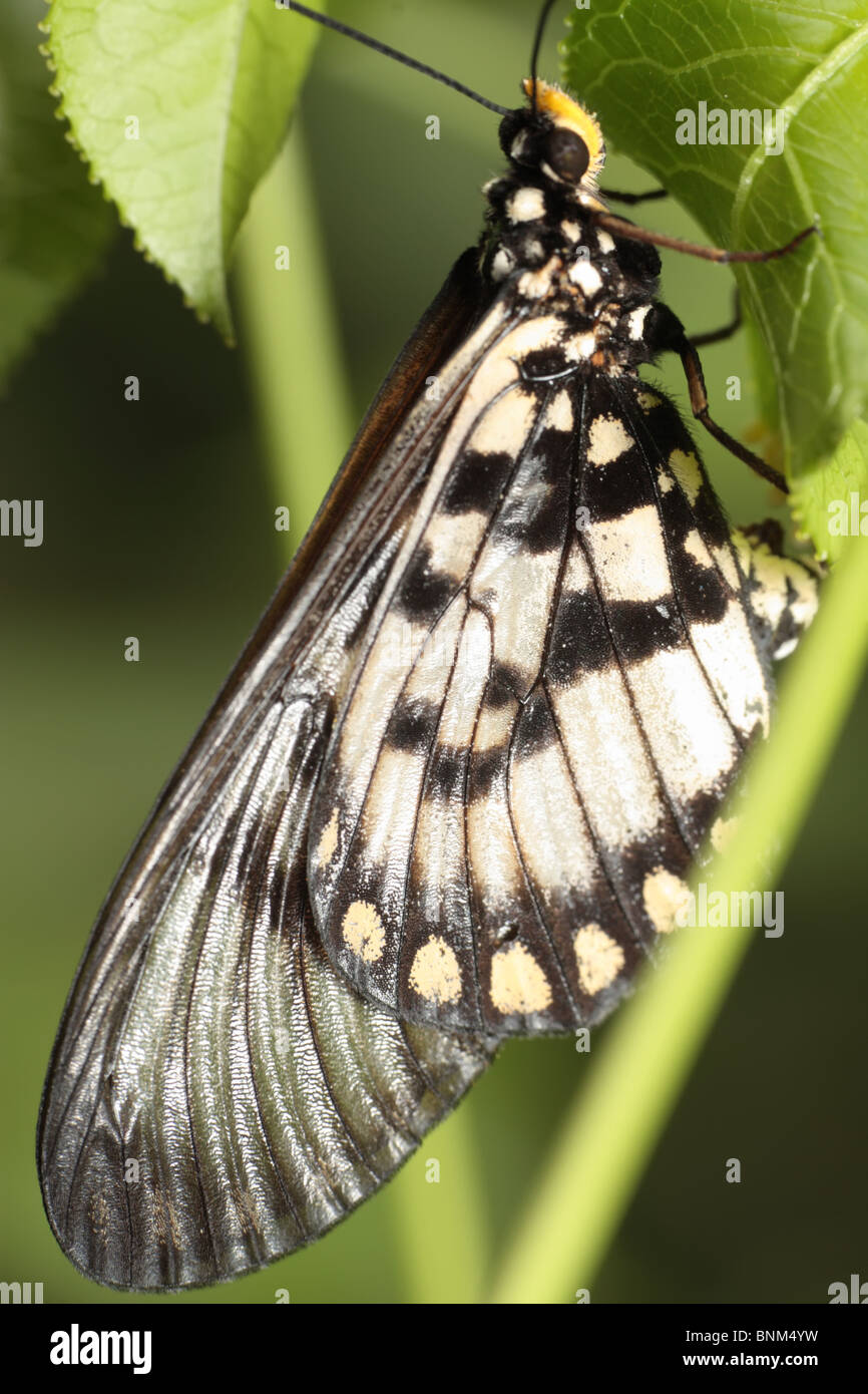 Spitze Flügel Schmetterling legt Eiern auf Passionsfrucht-Rebe Stockfoto