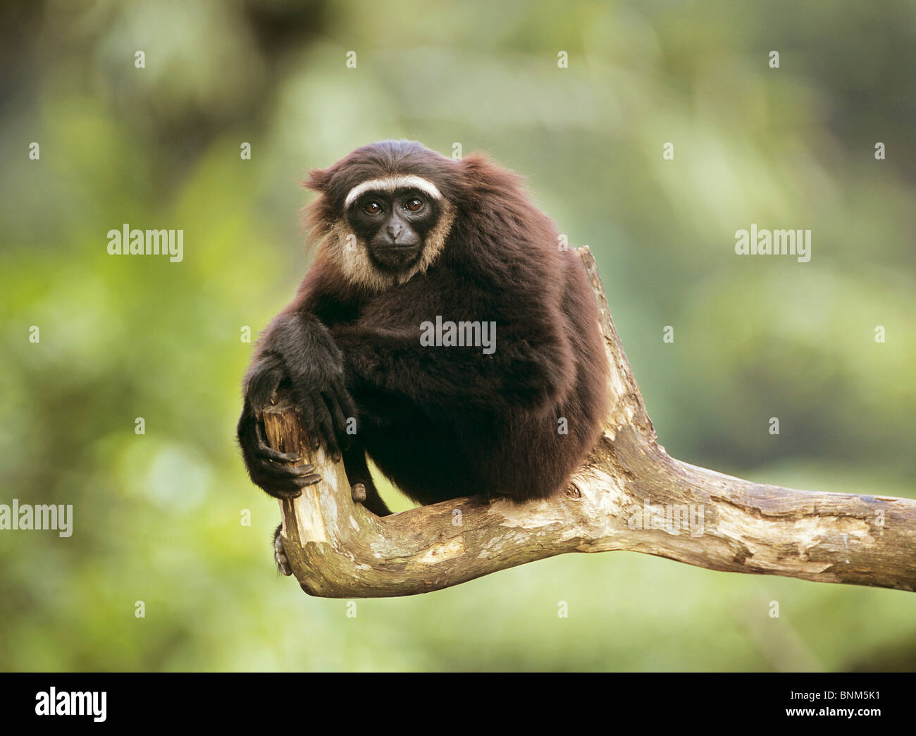 Agile Gibbon - auf einem Ast / Hylobates Agilis Stockfoto