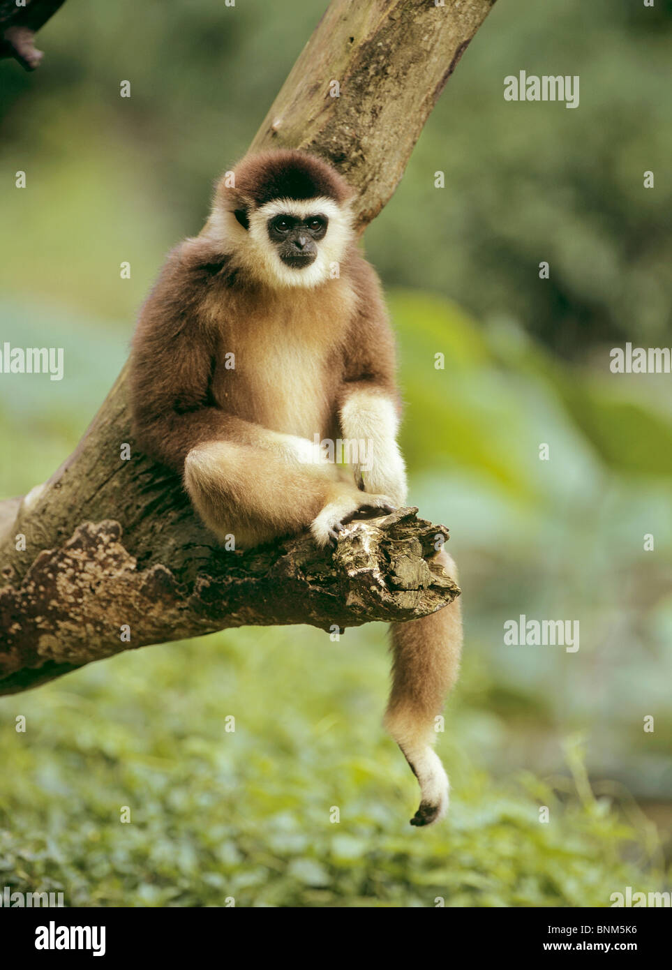 Agile Gibbon - auf einem Ast / Hylobates Agilis Stockfoto