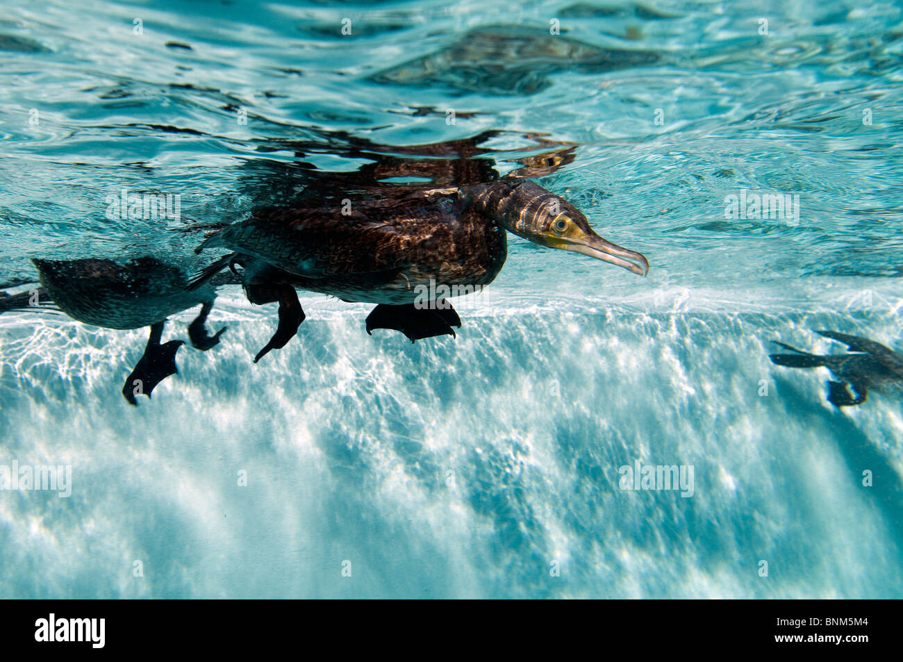 Kormoran Tauchen Phalacrocorax Carbo Vogel Schwimmen Tauchen Unterwasser Wassermotorrad Fotografie Natur Tier Füße Stockfoto