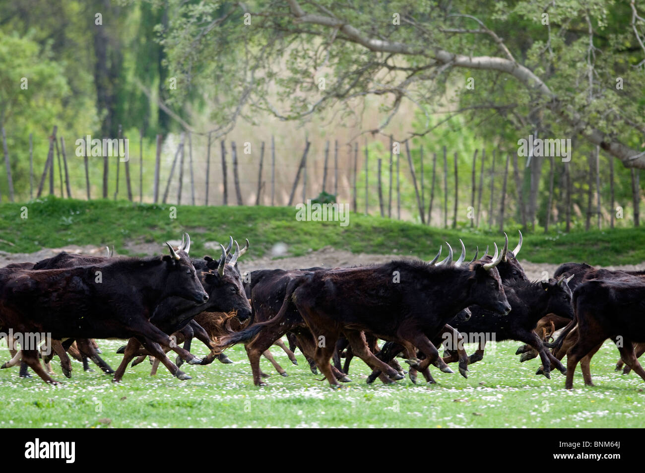 Camargue Frankreich Vieh hüten ausgeführten Stiere Tiere im freien Wiese Gruppe Natur Frühling Grasbäume Europa Stockfoto