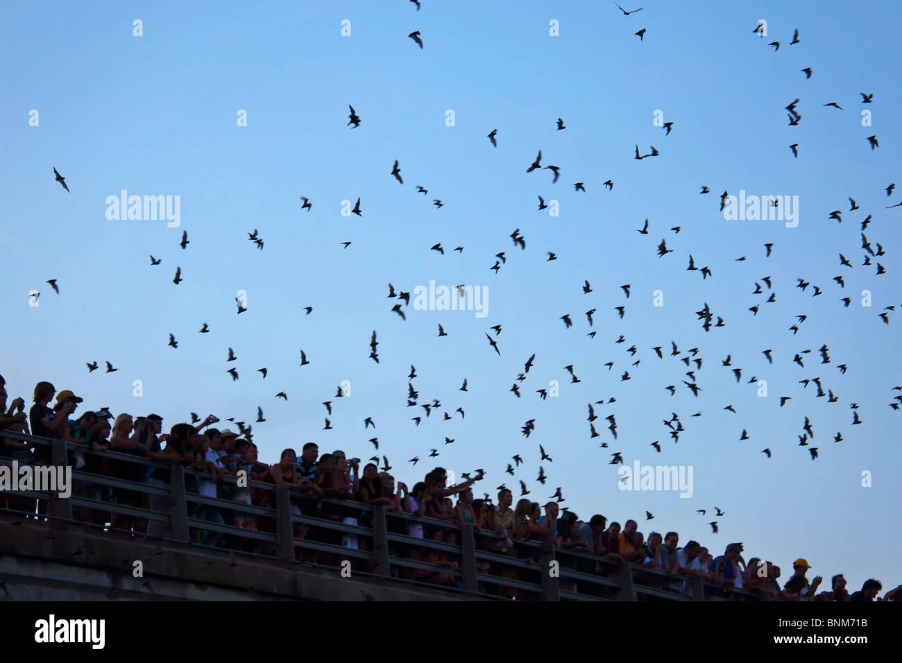 Menschen beobachten Fledermäuse fliegen von Congress Avenue Bridge Austin Texas USA Stockfoto