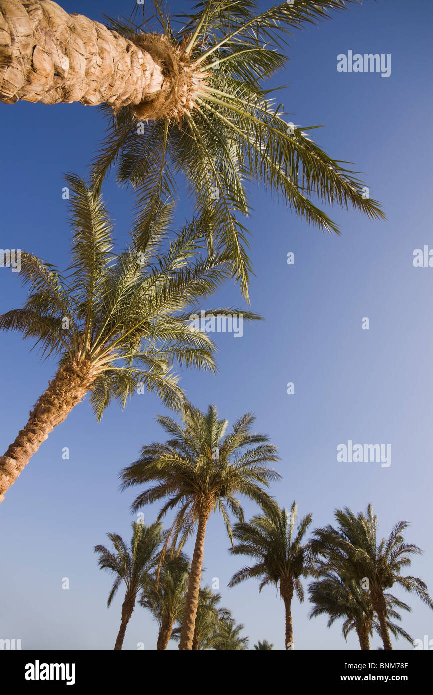 Palmen vor einem strahlend blauen Himmel Stockfoto