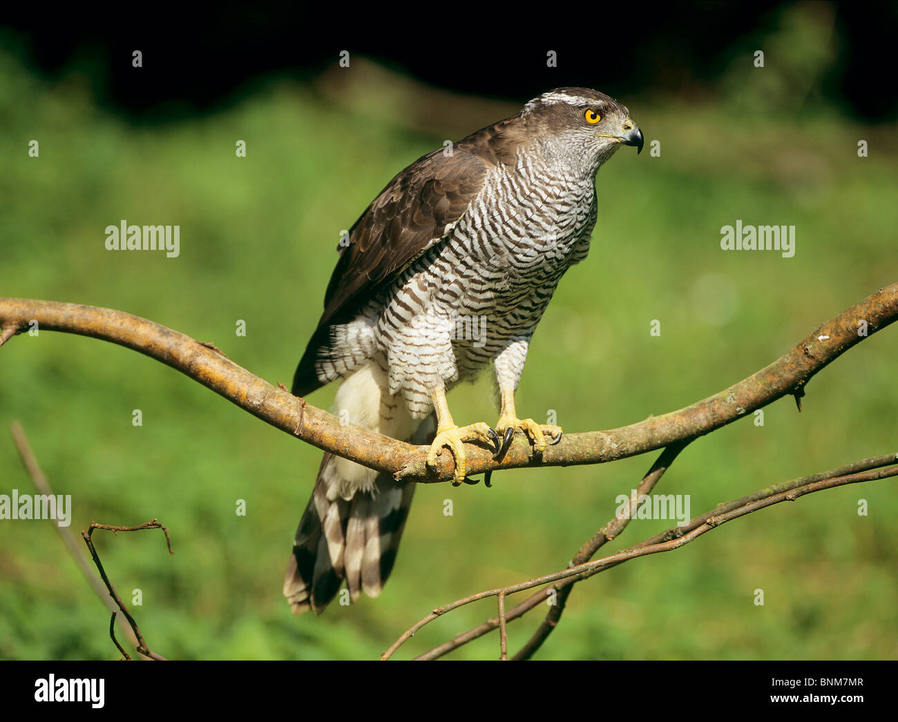 Habicht (Accipiter gentilis), thront auf einem Zweig Stockfoto