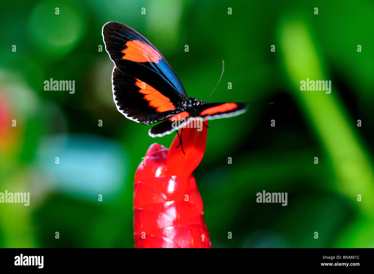 Schmetterling auf eine rote Blumenzwiebel. Stockfoto