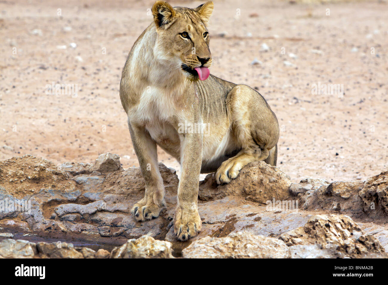 Eine Löwin in der Kalahari im Kgalagadi Transfrontier National Park in Südafrika und Botsw Stockfoto