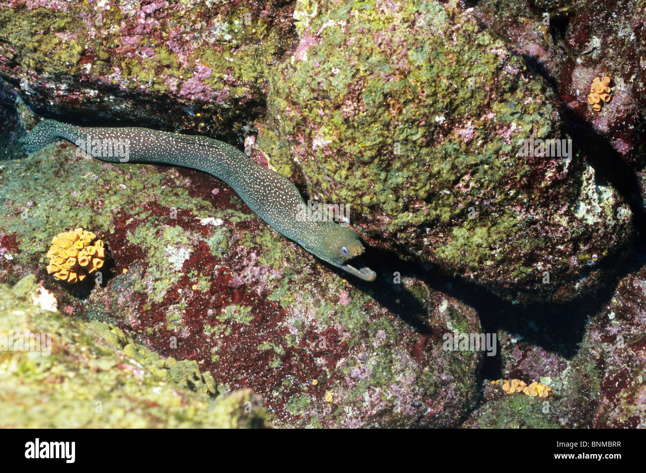 Grüne Muräne. Panamic grüne Muräne. Unter Wasser off Darwins Arch Galapagos. Scuba Diving. Unterwasser-Fotografie. Stockfoto