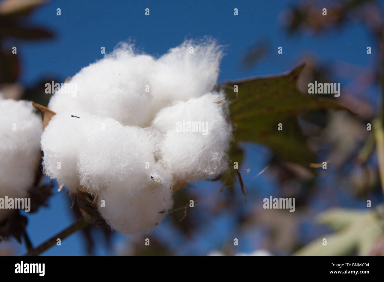 Bild einer Baumwollpflanze vor einem tiefblauen Himmel. Stockfoto
