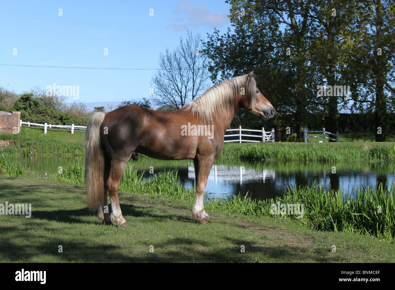 Haflinger Hengst lebt in einer idyllischen Umgebung in ländlichen Norfolk, England, UK Stockfoto